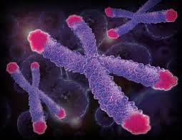 Look After Your Telomeres …