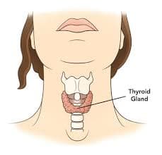 Why You Need to Feed Your Thyroid