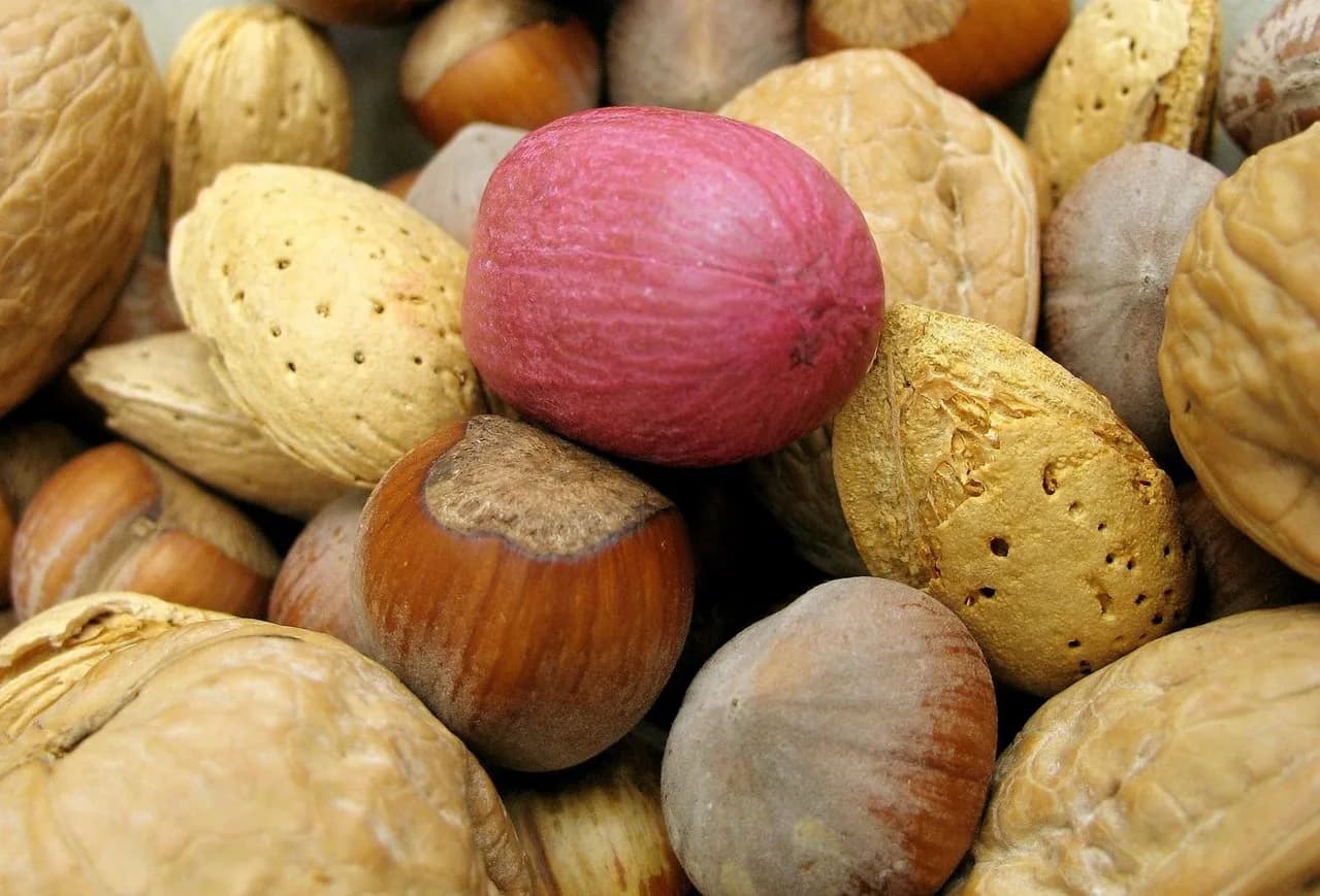 The joy of nuts!